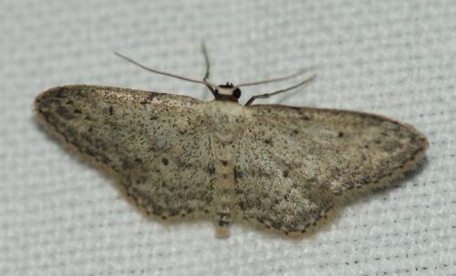 Réf. 255 367 : Idaea seriata